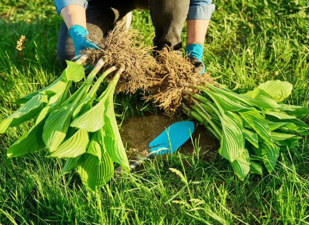 Podzimní množení trvalek. Proč je důležité zmlazovat trvalky a jak to dělat správně?