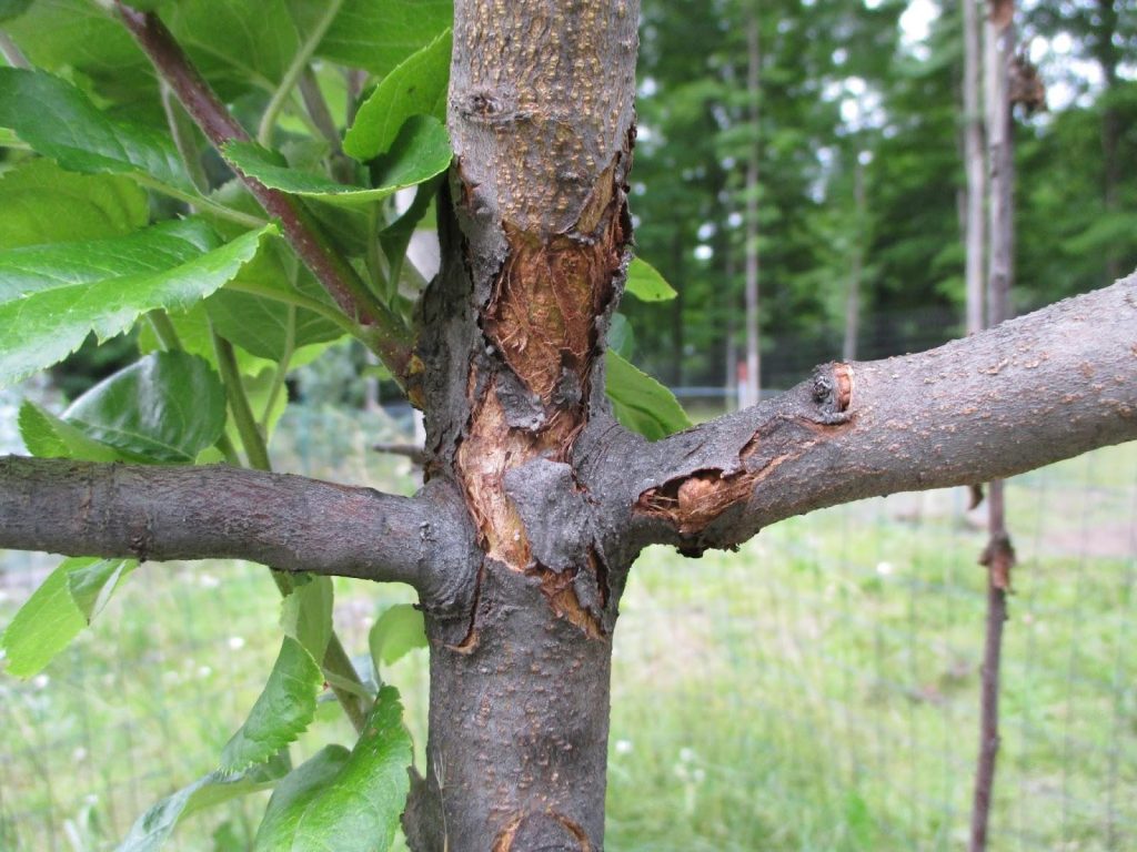 Z kmene jabloně odpadává kůra. Co dělat?